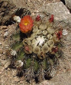 (Parodia roseolutea)