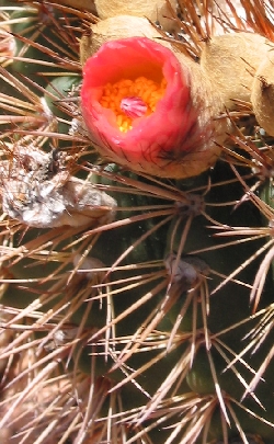 (Parodia roseolutea)