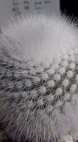 (Parodia rudibueneckeri)