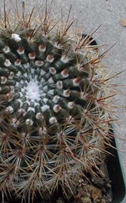 (Parodia erubescens)