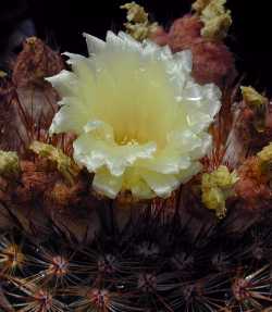 (Parodia erubescens)