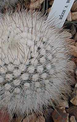 Silver Ball Cactus(Parodia scopa)