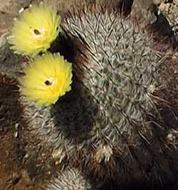 Silver Ball Cactus(Parodia scopa)