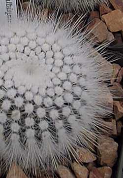 (Parodia scopa ssp. succinea )