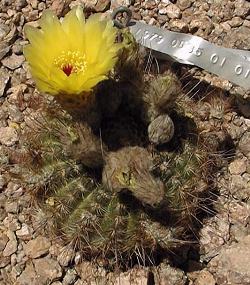 (Parodia tabularis)