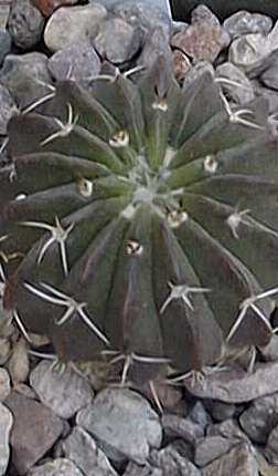 (Parodia sellowii 'tephracantha')