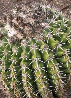 (Parodia sellowii 'tephracantha')