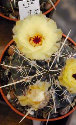 (Parodia turecekiana)