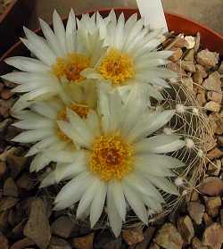 (Parodia werneri)
