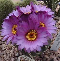 (Parodia werneri)