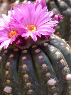 (Parodia werneri)