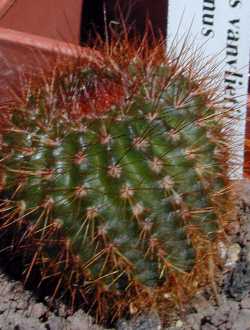 (Parodia werdermanniana 'vanvlietii')