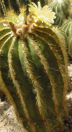 (Parodia warasii)