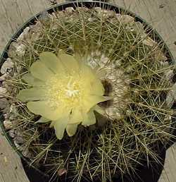 (Parodia warasii)