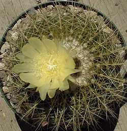 (Parodia warasii)