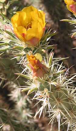 Major Cholla(Cylindropuntia acanthocarpa var. major )