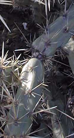 Buckhorn Cholla(Cylindropuntia acanthocarpa)