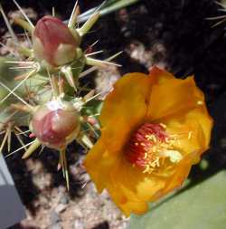 Buckhorn Cholla(Cylindropuntia acanthocarpa)