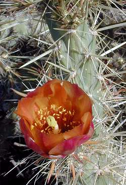 Buckhorn Cholla(Cylindropuntia acanthocarpa)