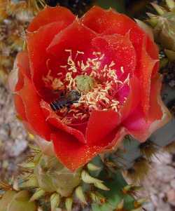 Chenille Prickly pear(Opuntia aciculata)