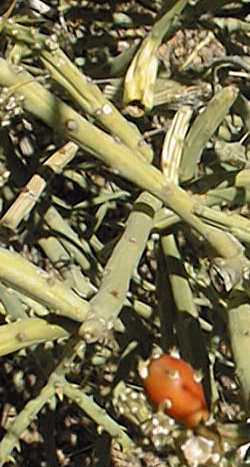 Pencil Cholla, Tasajo(Cylindropuntia arbuscula)
