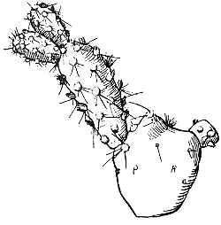 El Paso Prickly Pear(Opuntia polyacantha var. arenaria )