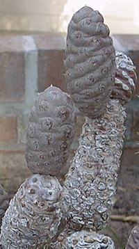 Paper Spine Cactus(Tephrocactus articulatus)