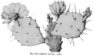 (Opuntia austrina)