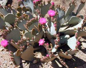 Beavertail Cactus(Opuntia basilaris)