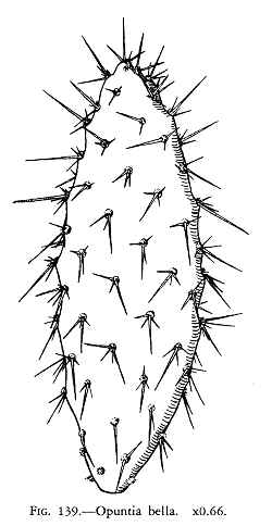 (Opuntia bella)