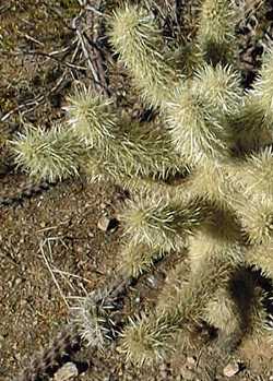 Teddy Bear Cholla, Choya Güera(Cylindropuntia bigelovii)