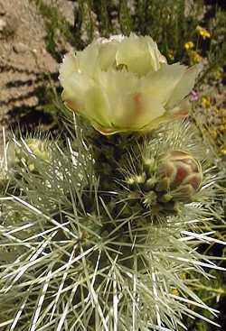 Teddy Bear Cholla, Choya Güera(Cylindropuntia bigelovii)