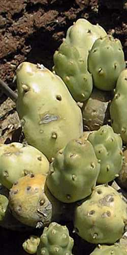 Copana, Espina(Cumulopuntia boliviana)