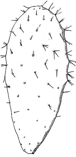 (Opuntia bonplandii)