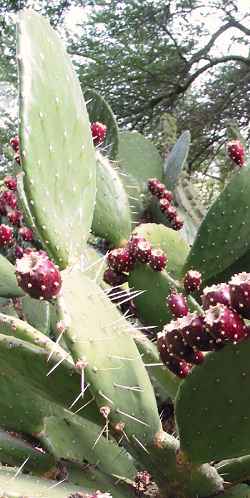 (Opuntia bravoana)