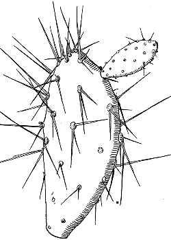 (Opuntia caracassana)