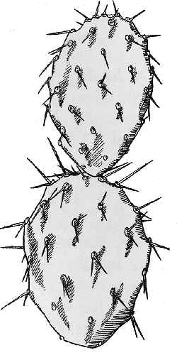 (Opuntia cardiosperma)