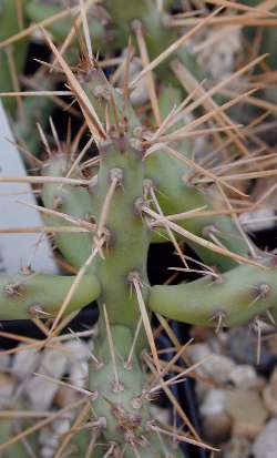 (Cylindropuntia caribaea)