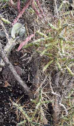 (Cylindropuntia caribaea)