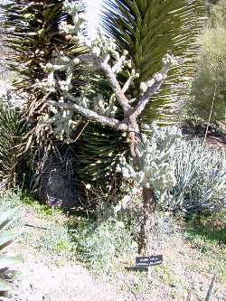 Chain-link Cholla(Cylindropuntia cholla)