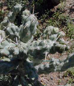 Chain-link Cholla(Cylindropuntia cholla)