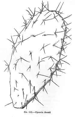 (Opuntia deamii)