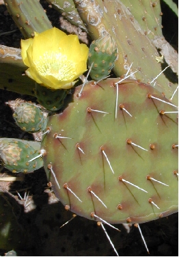 Lengua de Vaca, Nopal de Culebra(Opuntia decumbens)