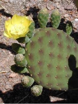 Lengua de Vaca, Nopal de Culebra(Opuntia decumbens)