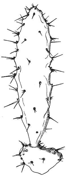 Spiny Nopal(Opuntia dejecta)