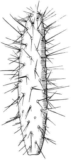 (Opuntia depauperata)