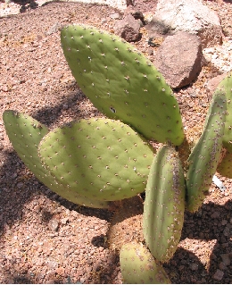 (Opuntia echios var. zacana )