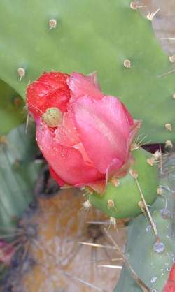 (Opuntia elatior)