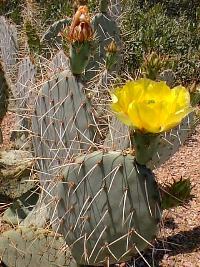 Engelmann's Prickly pear, Calico Cactus(Opuntia engelmannii var. engelmannii )