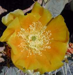 Engelmann's Prickly pear, Calico Cactus(Opuntia engelmannii var. engelmannii )